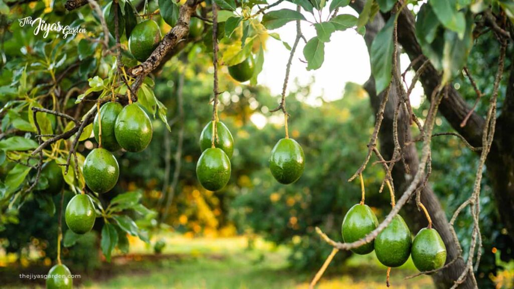 Signs your Avocado seed has died