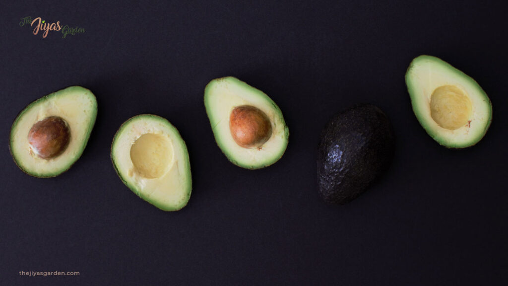 stages of avocado seed growth