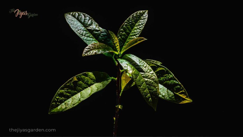 avocado pit in water myth (2)