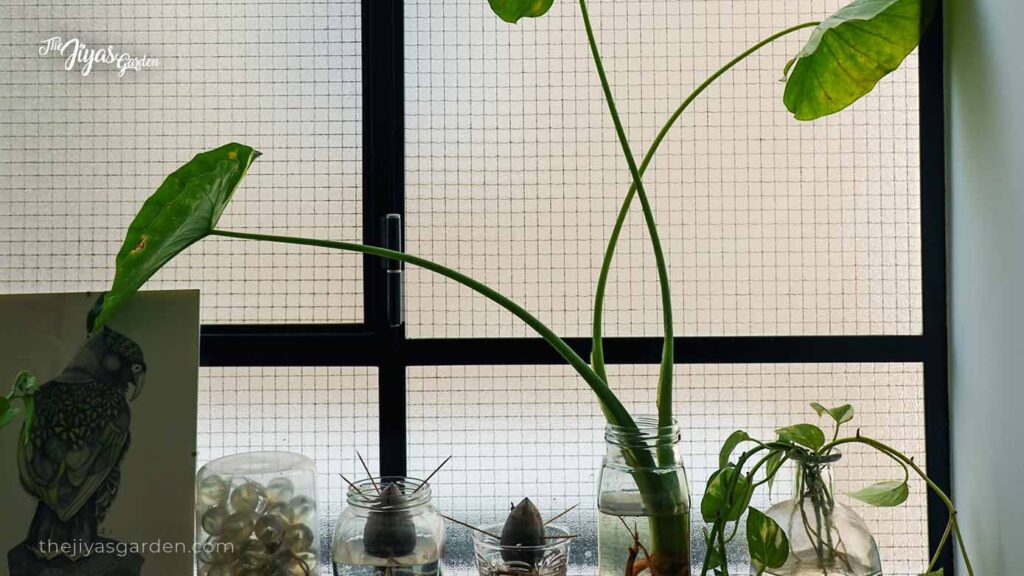 avocado seed growing in a glass