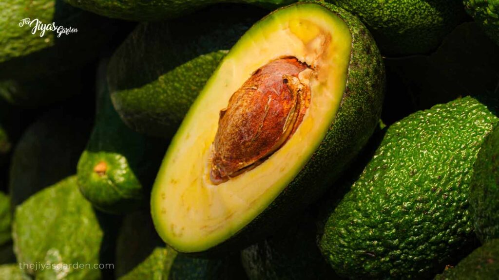 how to sprout an avocado seed without toothpicks (2)