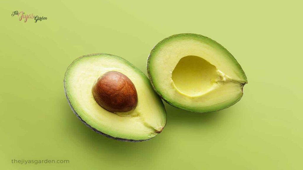 Why Your Avocado Leaves are Sick (2)