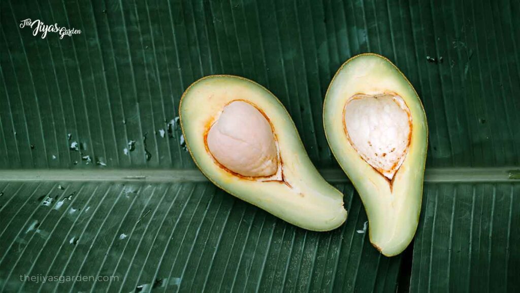 Why Your Avocado Leaves are Sick (3)