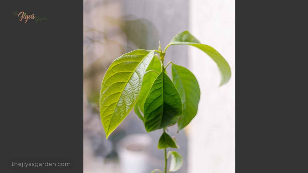 avocado leaves turning brown after transplant