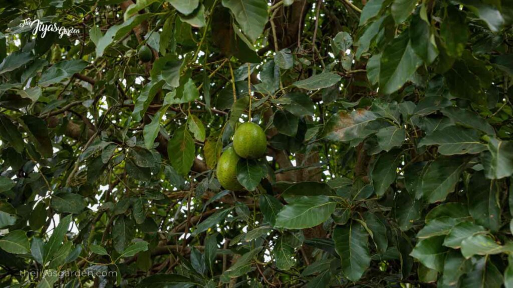 why are avocado leaves drying up (2)