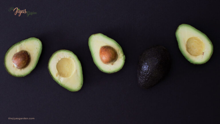 The Ultimate Guide for Stages of Avocado Seed Growth