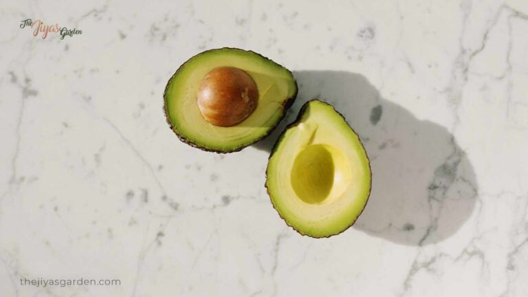 How to grow an Avocado Seed with a Paper Towel?