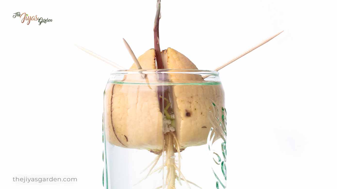 avocado seed growing in a glass