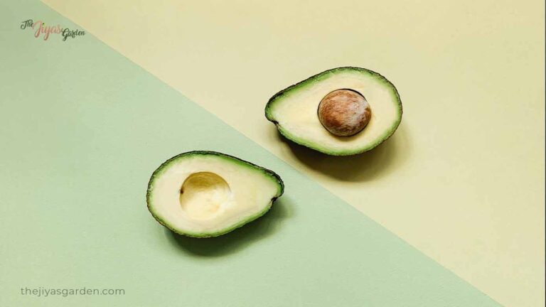 How to Sprout an Avocado seed without Toothpicks?