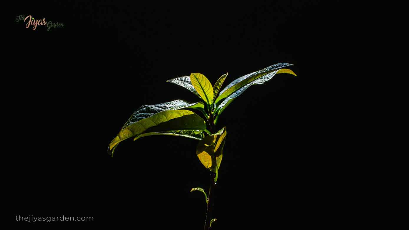 avocado leaves turning brown after transplant (2)