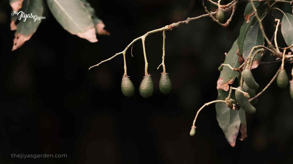 why are avocado leaves drying up